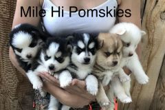 Mile-Hi-Pomskies-Pomsky-Puppies00011