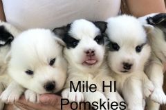 Mile-Hi-Pomskies-Pomsky-Puppies00058