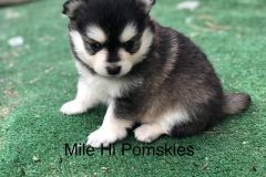 Mile-Hi-Pomskies-Pomsky-Puppies00062