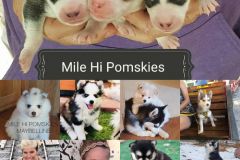 Mile-Hi-Pomskies-Pomsky-Puppies00065